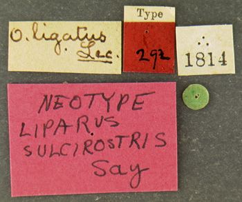Media type: image;   Entomology 292 Aspect: labels